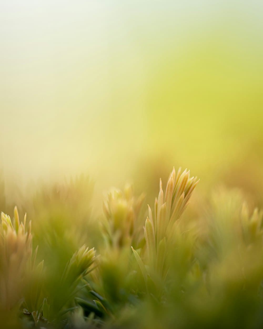 Soft new green shoots emerging in pale morning light