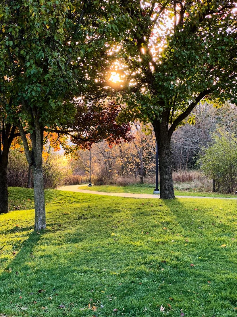 Sunlight streaming through trees onto a quiet grassy walking path